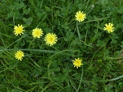 fleur