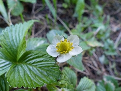 fleur