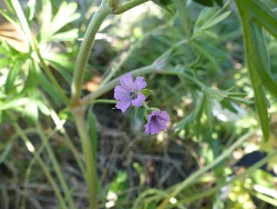 fleur
