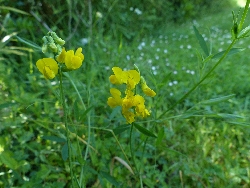 fleur