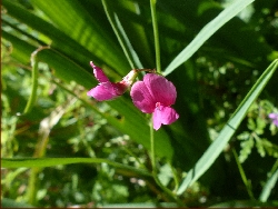 fleur