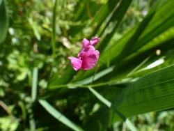 fleur
