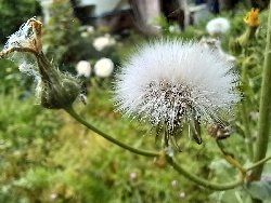 fleur