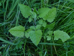 fleur