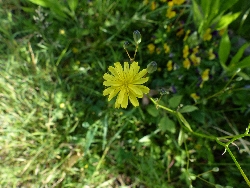 fleur