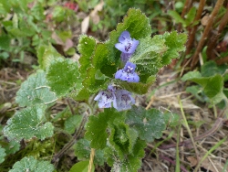 fleur