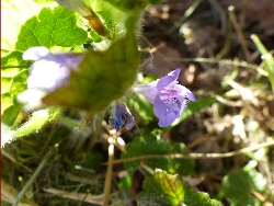 fleur