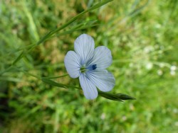 fleur