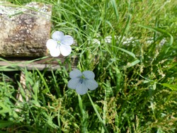 fleur