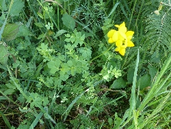fleur