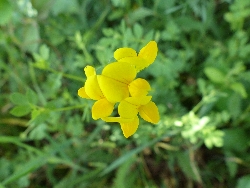 fleur