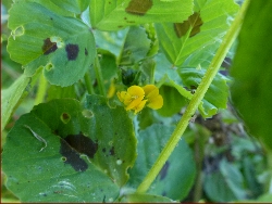 fleur