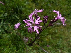 fleur