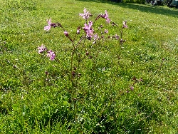 fleur