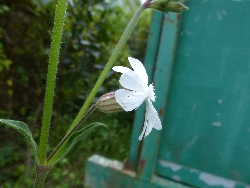 fleur
