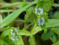 fleur
