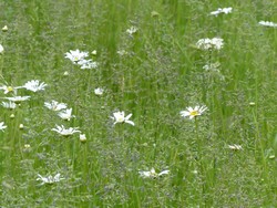 fleur