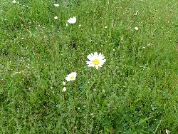 fleur