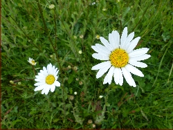 fleur