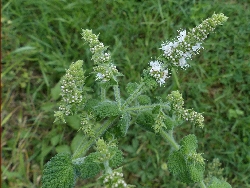 fleur