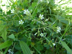 fleur