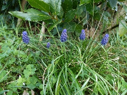 fleur
