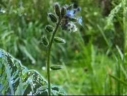 fleur