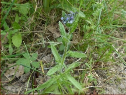 fleur