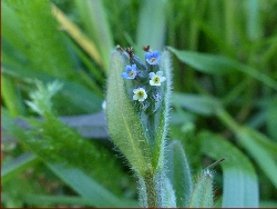 fleur