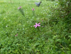 fleur