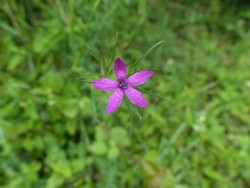 fleur