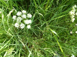 fleur