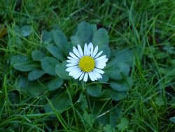 fleur
