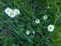 fleur