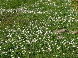 fleur