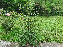 fleur