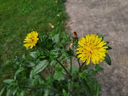 fleur