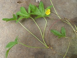 fleur