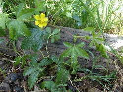 fleur