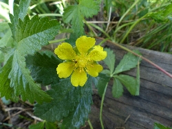 fleur