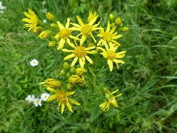 fleur
