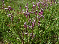fleur