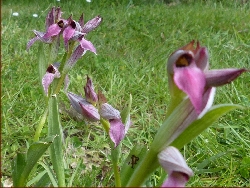 fleur