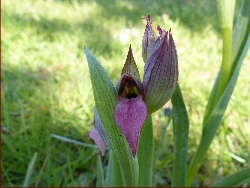 fleur