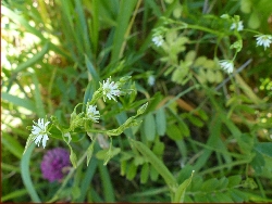 fleur