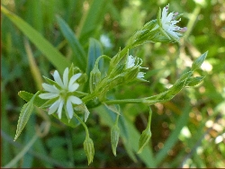fleur