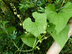 fleur