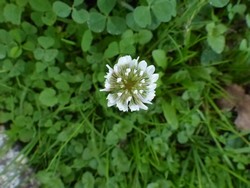fleur