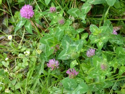 fleur