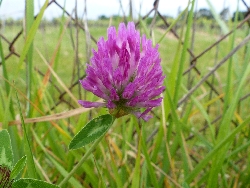 fleur